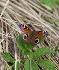 Red butterfly with blue eye pattern sitting on green leaf with brown background