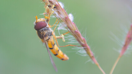 close up of a hoverfly in grass flowers
