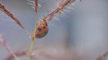 close up macro of red ladybug in grass flower with blurry background