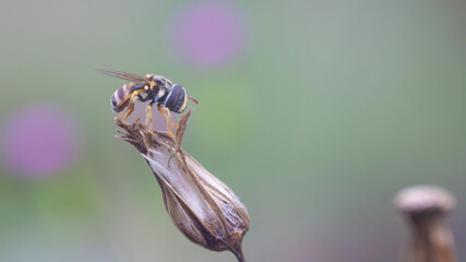 close up of a grass skimmer fly on a dry flower