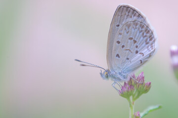 butterfly on a green leaf