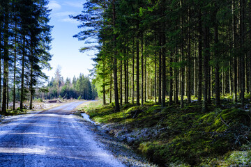 Obraz premium Misty morning in snow covered road and pine forest near Hjo, Sweden