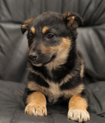 cute little brown and black mongrel puppy
