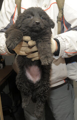 cute little black mongrel puppy in hands