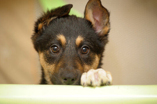 cute little brown and black mongrel puppy