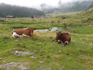 Fototapeta na wymiar Cows resting in a meadow in cloudy weather, mountain landscape, meadow and animals