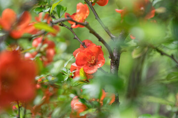 Japanese quince flowers chaenomeles and spring garden