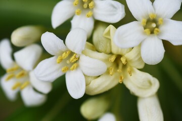 Japanese cheesewood （Pittosporum tobira) blossoms. Pittosporaceae evergreen shrub. Beach plants.
