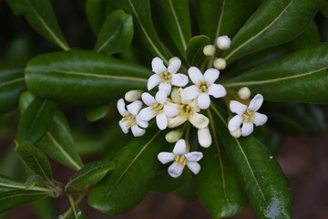 Naklejka premium Japanese cheesewood （Pittosporum tobira) blossoms. Pittosporaceae evergreen shrub. Beach plants. 