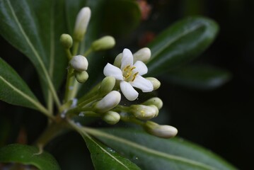 Japanese cheesewood （Pittosporum tobira) blossoms. Pittosporaceae evergreen shrub. Beach plants.
