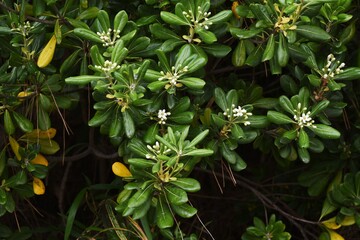 Japanese cheesewood （Pittosporum tobira) blossoms. Pittosporaceae evergreen shrub. Beach plants.
