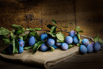 fresh plums on a branch close up