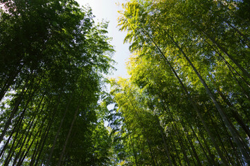 静岡県伊豆市、修善寺、晴天、竹林の小径
