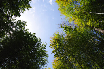 静岡県伊豆市、修善寺、晴天、竹林の小径
