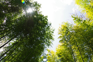 静岡県伊豆市、修善寺、晴天、竹林の小径
