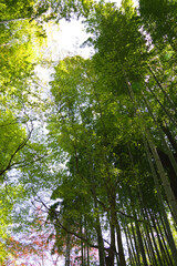 Fototapeta premium 静岡県伊豆市、修善寺、晴天、竹林の小径 