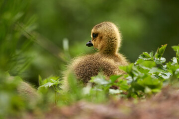 Close-up of a cute fluffy Greylag gosling (Anser anser) sitting in green grass on a sunny day in spring. 
