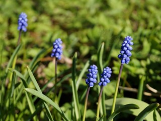 Blue spring flowers on green grass background 