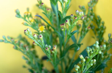 Green field flowers on a yellow background, selective focus