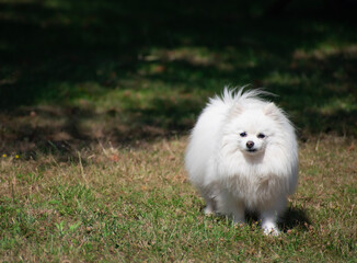 white pomeranian dog