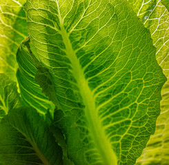 Macro level look at a vivid green lettuce leaf. 