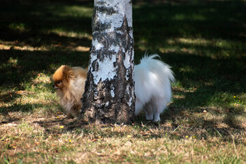 squirrel in the woods