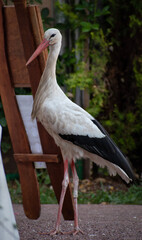 yellow billed stork