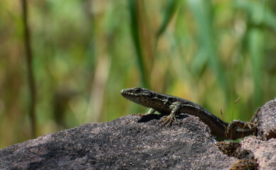 lizard on the rock
