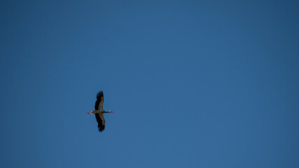 birds in flight