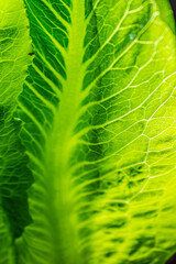 Macro level look at a vivid green lettuce leaf. 
