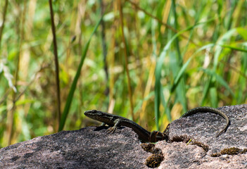 lizard on the rocks