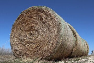 Large bales of dry hay with a bright blue sky background