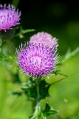 アザミの花