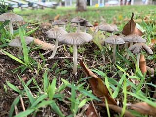 mushrooms in the forest
