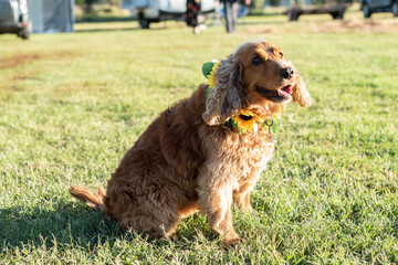 english springer spaniel