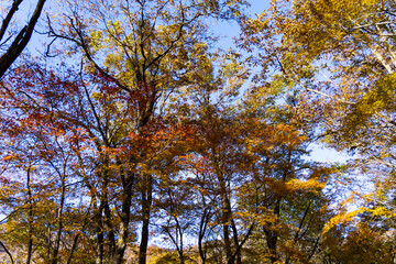 11月広島県民の森、乱雑な紅葉。
