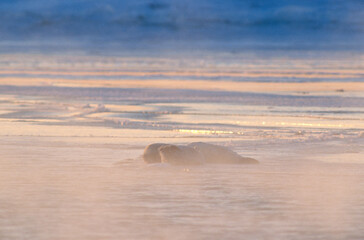 朝陽の氷上で休むゴマフアザラシ（北海道・豊頃町）
