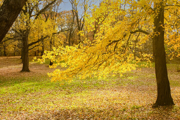 A wooded clearing with the floor carpeted with fallen leaves, sunlight shining on the golden yellow leaves  clinging to branches, a clear blue sky make for a good  autumn setting in North America.