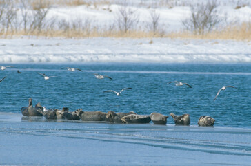 カモメとゴマフアザラシの群（北海道・豊頃町）
