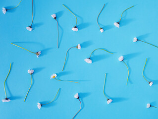 A scattered chamomile plant on a blue background. Minimal pattern.