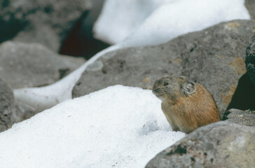 雪の中に顔を出すエゾナキウサギ（北海道・鹿追町）
