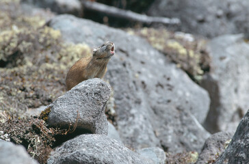 岩の上で鳴くエゾナキウサギ（北海道・鹿追町）

