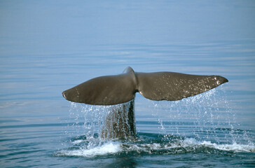 Fototapeta premium マッコウクジラの尾びれ（北海道・知床） 