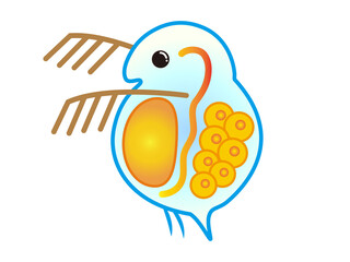 ミジンコのイラスト素材