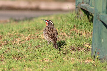 Una lloica con su cabeza de perfil mostrando su supercilio, rojo y plumaje en la espalda, sobre el pasto junto a una reja. Mira hacia el costado.