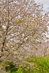桜と菜の花