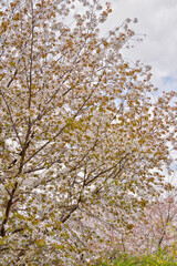 伏見桃山の水郷の桜