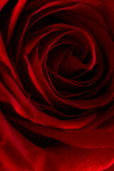 バラのクローズアップ