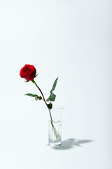花瓶に挿してあるバラ