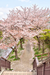 伏見桃山の水郷の桜